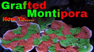 Grafting Coral Green amp Red Montipora Caps [upl. by Annette867]