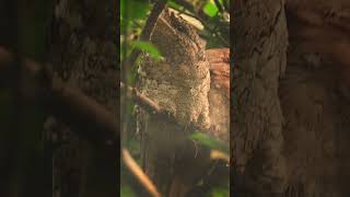 Sri Lankan Frogmouth Peacefully Resting in Harmony birds Srilankan Frogmouth [upl. by Ahcsat]