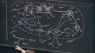 26 Oxidative PhosphorylationPhotosynthesis I [upl. by Kaufman]