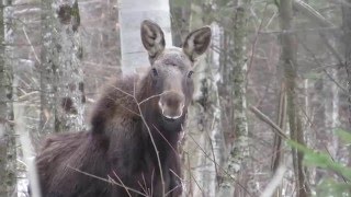 Vermont Calf Moose [upl. by Fellner]