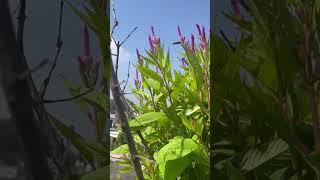 Celosia plant flowering shorts celosiaplant [upl. by Sirc]