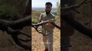 Pocket chainsaw review 🥳 amazonproducts [upl. by Leuqim792]