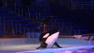 Sakari splashing people on her own  August 9 2016  SeaWorld San Antonio [upl. by Kannav733]