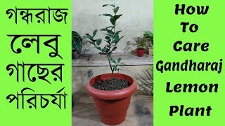 গন্ধরাজ লেবু গাছের পরিচর্যা  How To Care Gandhoraj Lemon Plant [upl. by Ppik111]