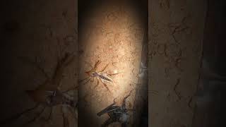 Katydid🦗 vs Camel Spider🕷InsectWars insects fypシ゚viral arachnid wildlife [upl. by Ecad]