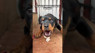 Aggressive Rottweiler puppy [upl. by Guttery]