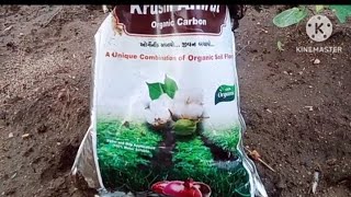 castore farming 10 દિવસ નુ અપડેટ પાણી ભરાતા આજે સુ સ્થિતિ છે [upl. by Gifferd131]