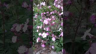 Silene SileneDioica RedCampion plants garden flowers nature travel holiday [upl. by Wilburt]