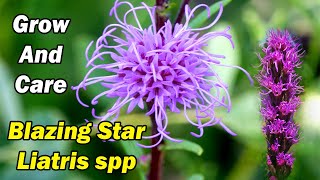 How to Start and Grow Blazing Star from Seeds Liatris Spicata [upl. by Engedus]