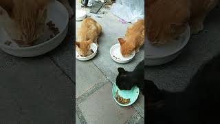 3匹の子猫ちゃんが食べに来てくれて嬉しいな♪【猫】【癒やし】 cat [upl. by Steele]