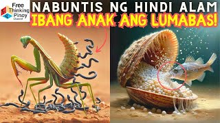 MANTIS Nanganak ng AHAS TAHONG kumakain raw ng ISDA [upl. by Earl963]