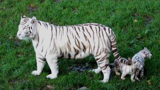 Naissance de deux tigres blancs dans un zoo du Calvados [upl. by Fusuy]