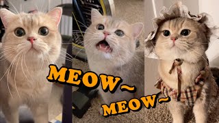 Cute Cat Cashs meow talk COMPILATION 01  meowcash [upl. by Spearing543]