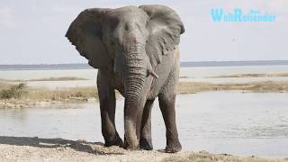 Namibia Fantastischer Etosha National Park [upl. by Mcneely]