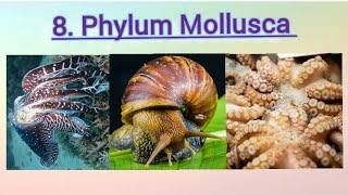 8 Phylum Mollusca class 11  All about phylum Mollusca by PD Mam [upl. by Spieler]