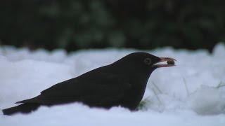 Vögel und ihre Stimmen  Amsel [upl. by Notserc]