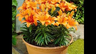 How to grow a lily in a pot [upl. by Aniraz]