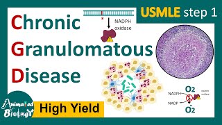 Chronic Granulomatous Disease CGD  NADPH oxidase mutation  Respiratory burst  USMLE [upl. by Lyford]