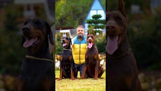 doberman dobermanpinscher puppies dobermanattack dobermanbarking dogbreeds canecorso hunter [upl. by Kcirb]