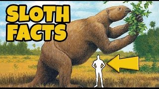 10 Interesting Facts About Sloths [upl. by Pegg440]