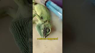 He rescued a chameleon as a pet pets cuteanimal shortvideo shorts [upl. by Weywadt]