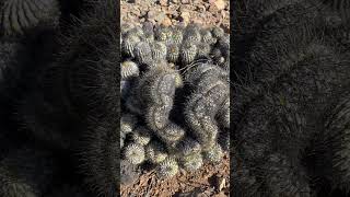 Name that Copiapoa cactus 👀 [upl. by Margalit]