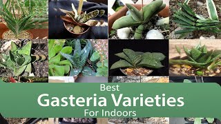 Best Gasteria Varieties For Indoors [upl. by Marleah]