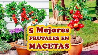 Los 5 Mejores Árboles Frutales para Cultivar en Macetas [upl. by Ardnuasac]