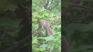 A squirrel collects more leaves for its nest  6 May 2024 [upl. by Sitruc]