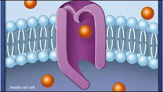 McGH  How Facilitated Diffusion Works [upl. by Iretak]