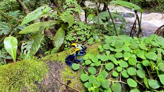 POISON DART FROG Dendrobates tinctorius in natural habitat in the Brazilian Amazon [upl. by Melina989]