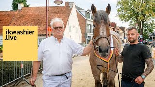 Belgisch trekpaard hengst Timo van de Neerkouter van VlaamsBrabant  Jeanno Cammerma is kampioen [upl. by Percival]