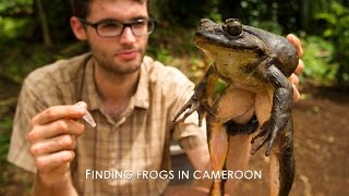 Finding frogs in Cameroon TRAILER [upl. by Ahpla]