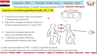 ‫Medial longitudinal bundle [upl. by Bunder]