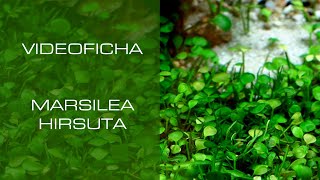 Marsilea hirsuta  VideoFicha  Una planta rastrera ideal para principiantes  PezVerde [upl. by Domenico]