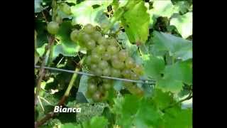 Uhudler und Weinsorten in der Steiermark Grape Varieties in Austria [upl. by Aner]