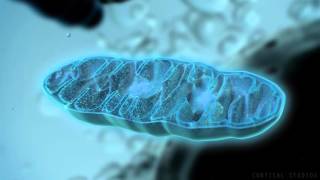 How Mitochondria Produce Energy [upl. by Enitram]