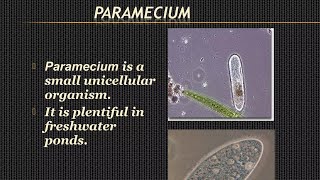 Full Lecture On Paramecium Classification Distribution And Commentary [upl. by Anisamot777]