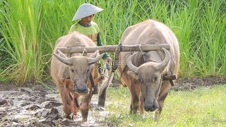 Kerbau Bajak Sawah Membajak Sawah Cara Tradisional Memakai Kerbau [upl. by Pierre]