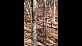 Camp Ripley  Deer hunt 4pt Buck No shot [upl. by Guibert100]