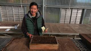 Seed Sowing By Hand amp Using A Dibbler [upl. by Stagg]