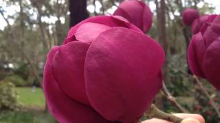 Magnolias araluen [upl. by Notsuoh]