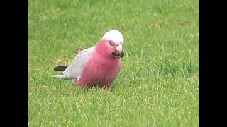 Pink galah selecting Araucaria seeds [upl. by Stephanie500]