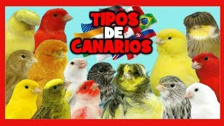 TIPOS de CANARIOS 🐤 RAZAS de CANARIOS 🌍 Canarios de Canto Canarios de Color y Canarios de Postura [upl. by Ludie]