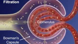 II  Sistema Urinário  Formação da Urina [upl. by Icken]