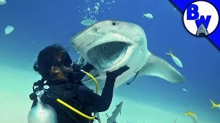 Tiger Shark Encounter – Directors CHOMP [upl. by Tehcac678]