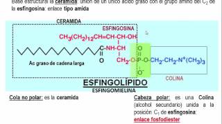 Tema 41 Clasificación estructura y propiedades de los lípidos S2 Fosfo y Glicolípidos umh1163 [upl. by Diet]