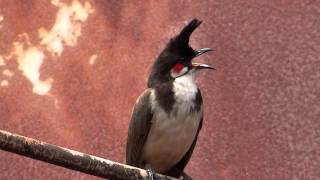 Redwhiskered Bulbul bird singing [upl. by Baras838]