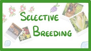 GCSE Biology  Selective Breeding 77 [upl. by Barris]