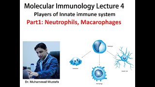 Neutrophils and Macrophages  Innate Immune System  Lecture 4 Part 1  Molecular Immunology [upl. by Izawa]